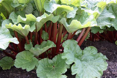 what is rhubarb used for.